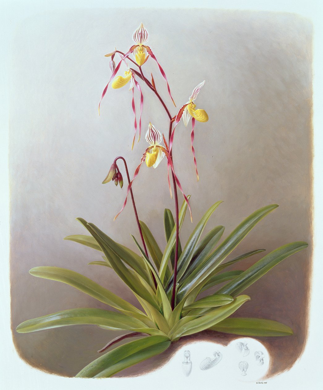 Paphiopedilum Philippinense da Raymond Booth