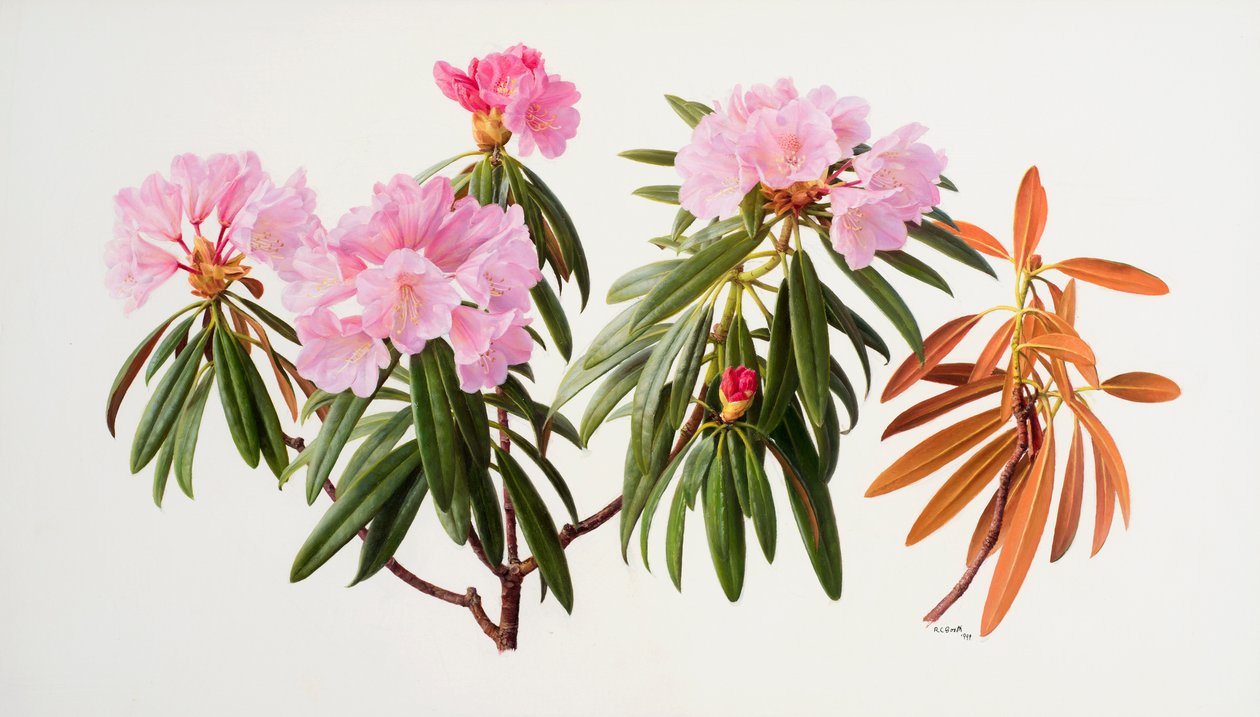 Rododendri da Raymond Booth