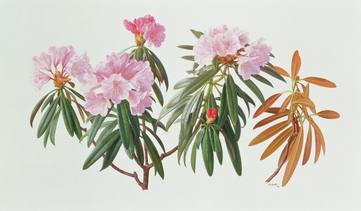 Rododendro Metternichii Micranthum da Raymond Booth
