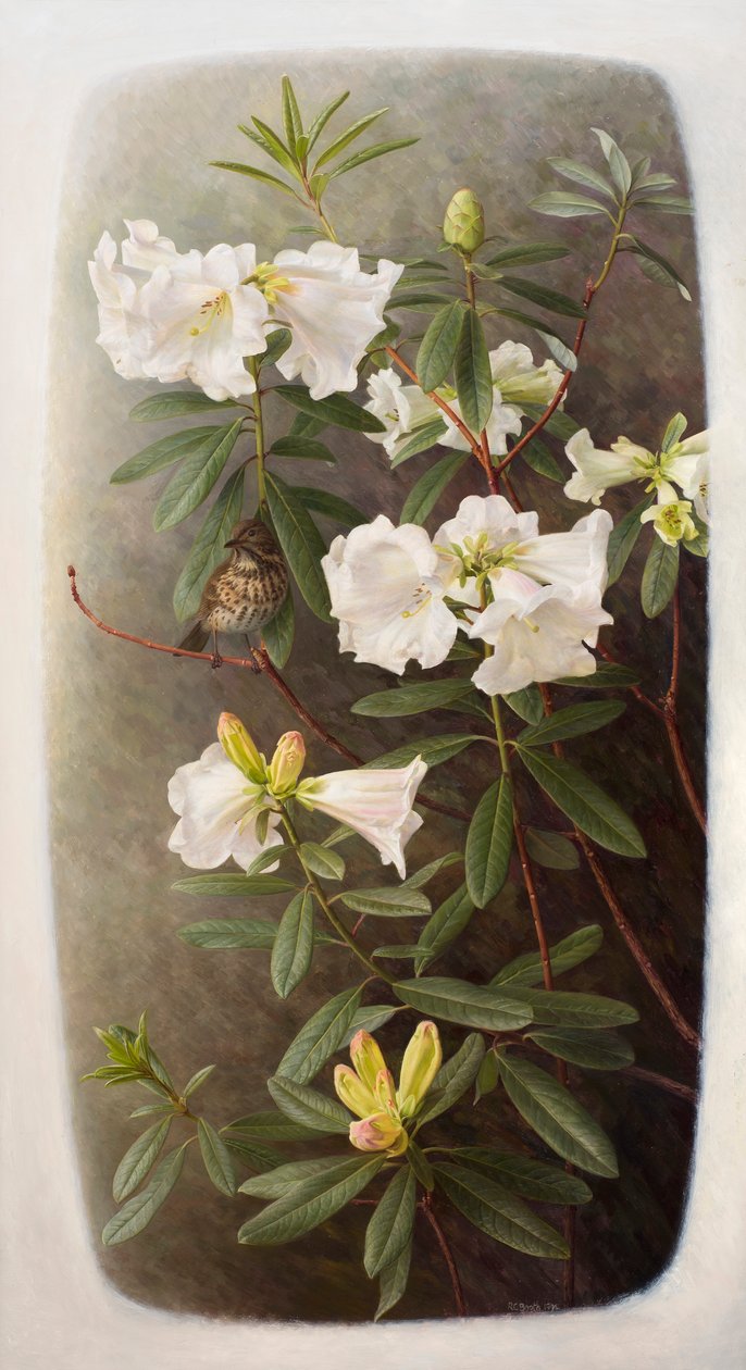 Rhododendron lindleyi da Raymond Booth