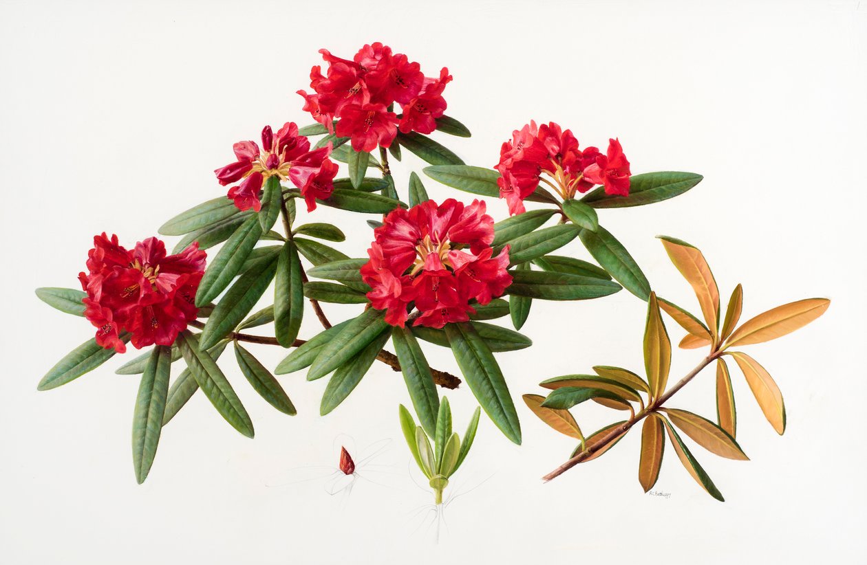 Rhododendron microgynum da Raymond Booth