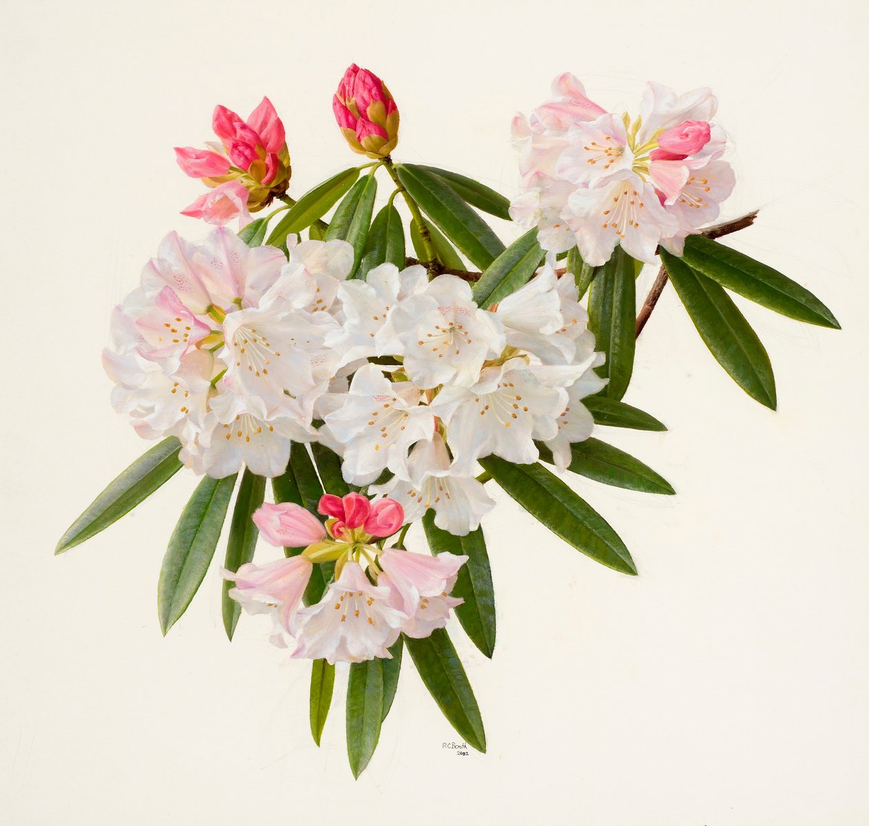 Rhododendron morii (olio su carta) da Raymond Booth