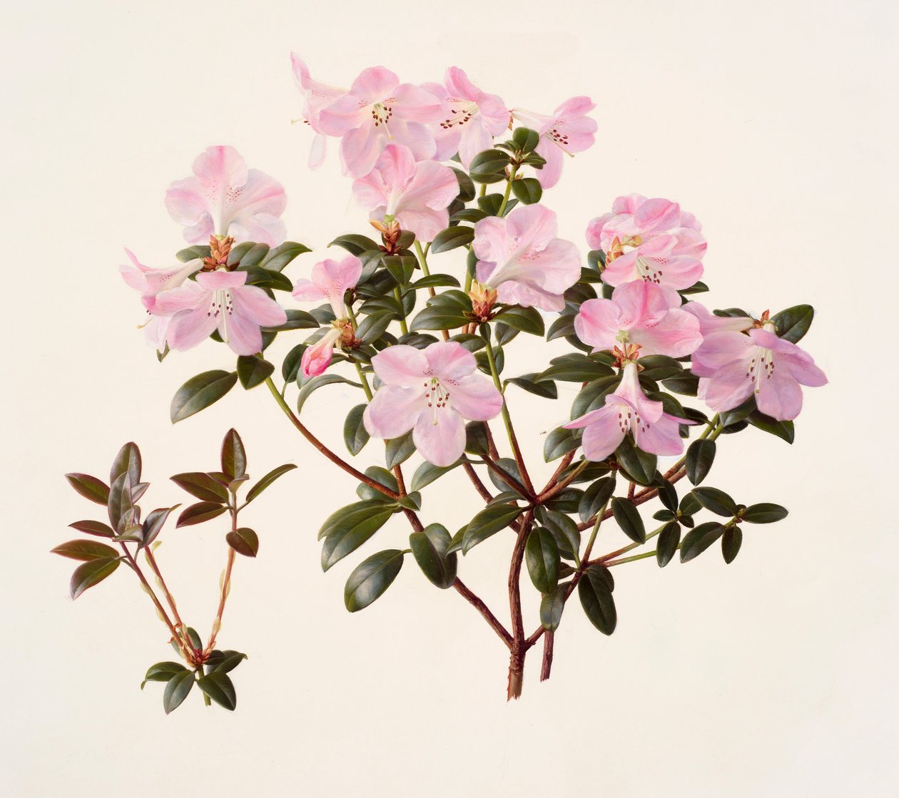 Rhododendron moupinense a fiore rosa (olio su carta) da Raymond Booth
