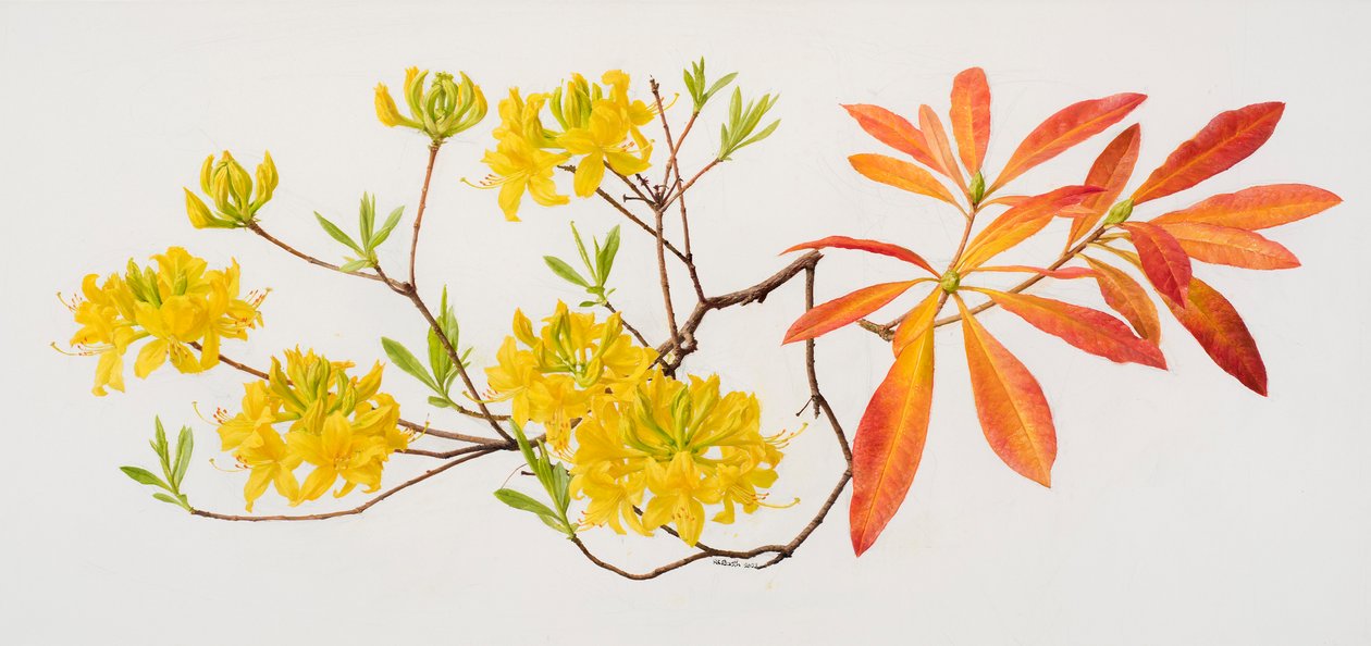 Rhododendron uteum (olio su carta) da Raymond Booth