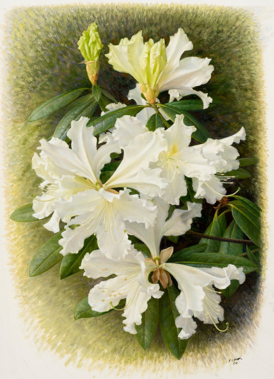 Rhododendron veitchianum, 2004 (olio su carta) da Raymond Booth