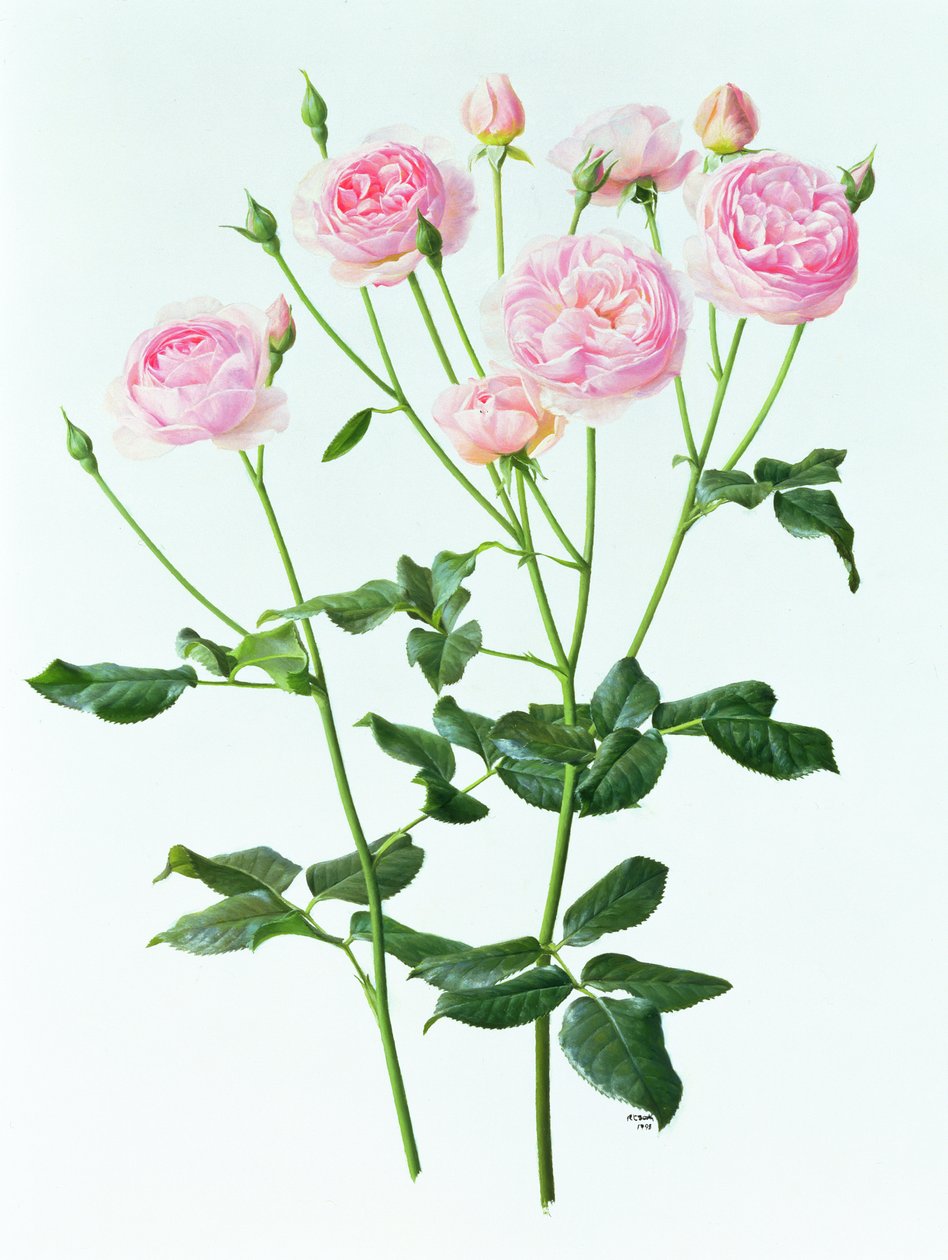 Rosa 