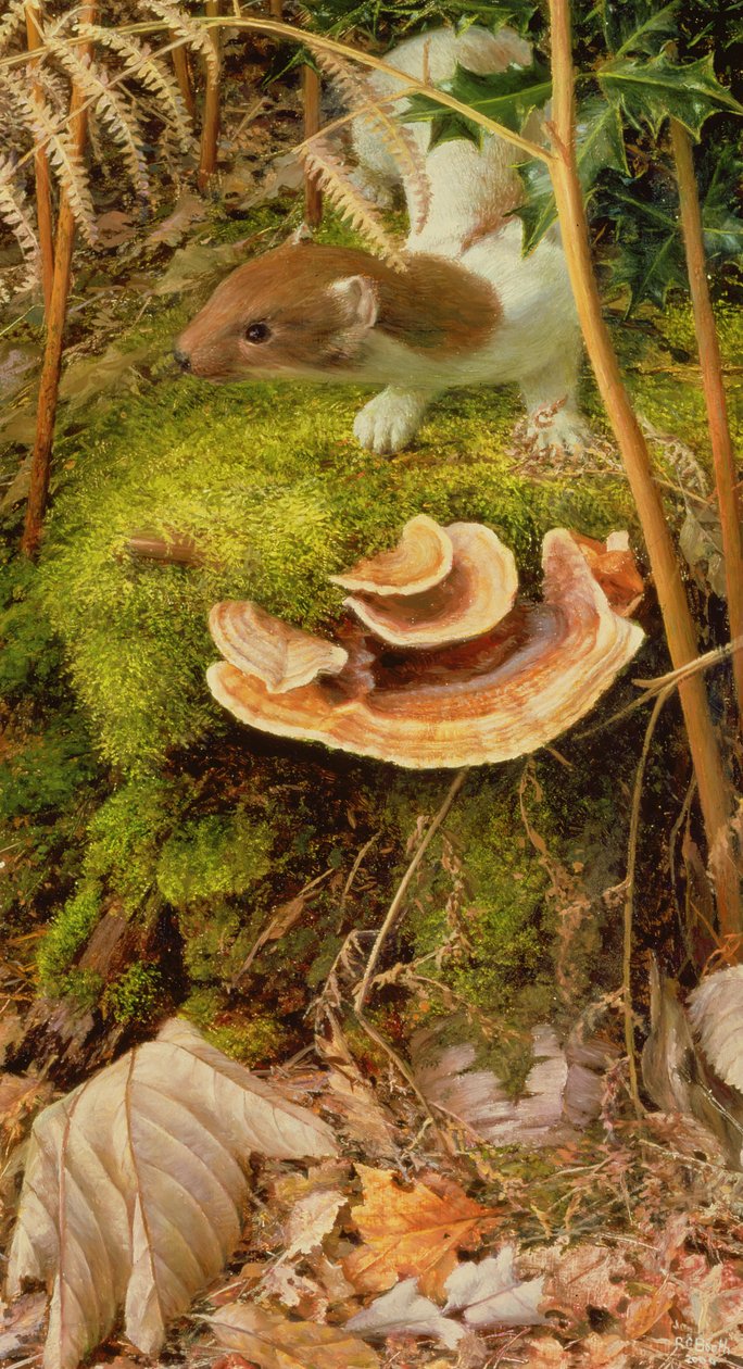 Stoat in Winter, 2000 (olio su tavola) da Raymond Booth