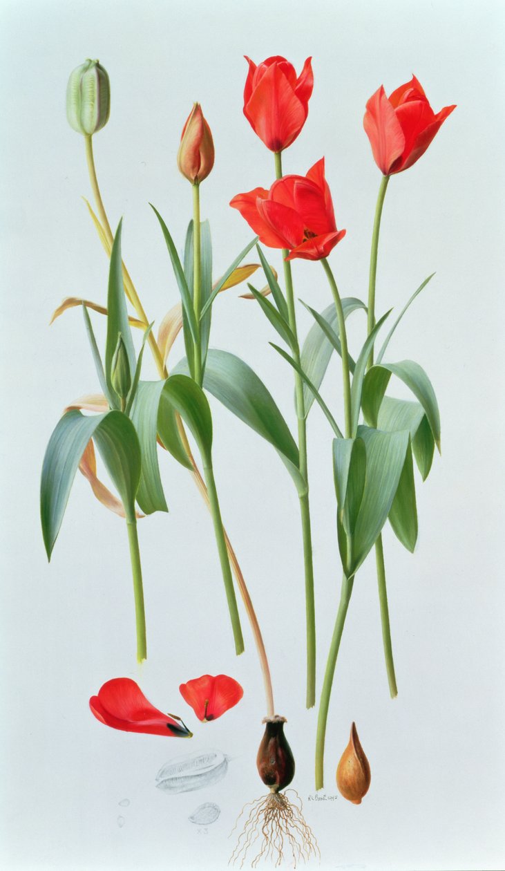 Tulipa amabilis da Raymond Booth