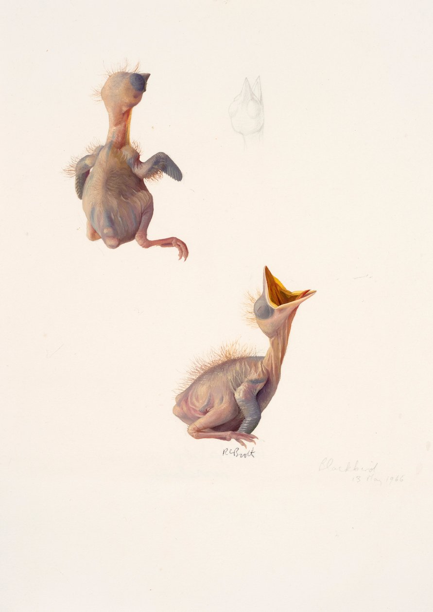 Due studi su un nidiaceo di merlo da Raymond Booth