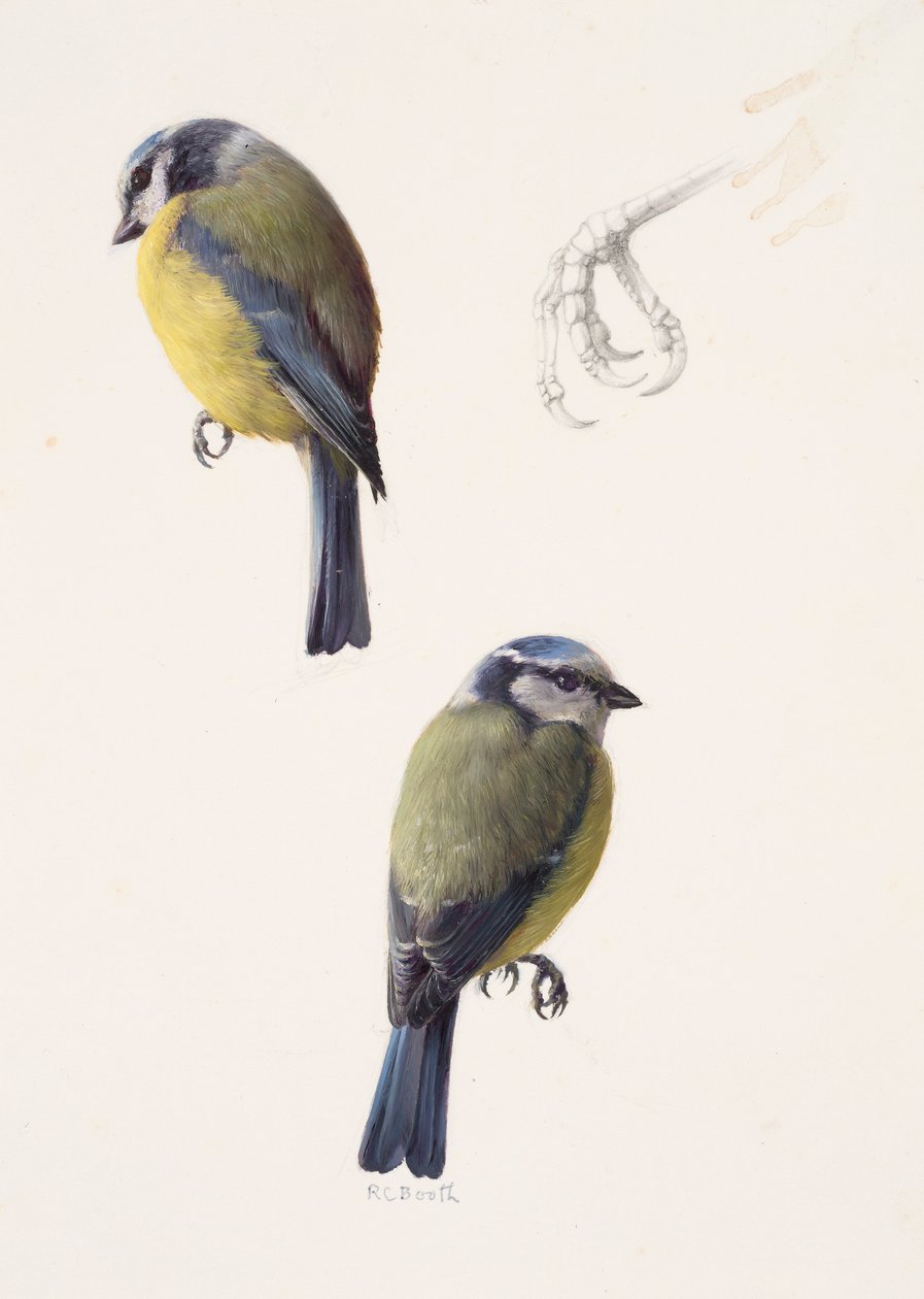 Due studi di una cinciarella (olio su carta) da Raymond Booth