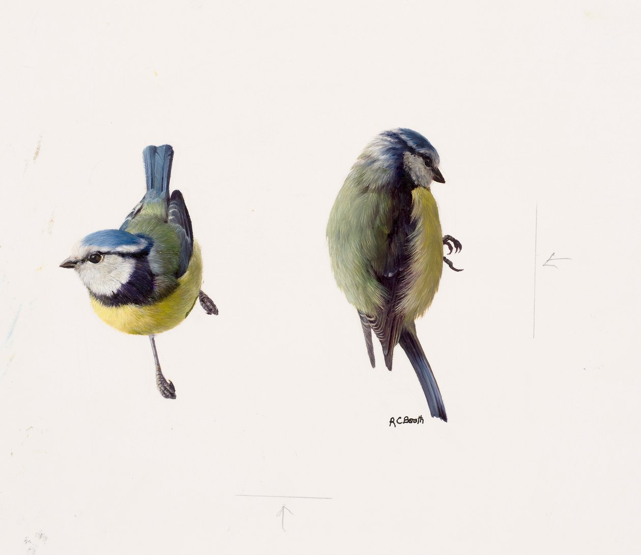 Due studi di una cinciarella (olio su carta) da Raymond Booth