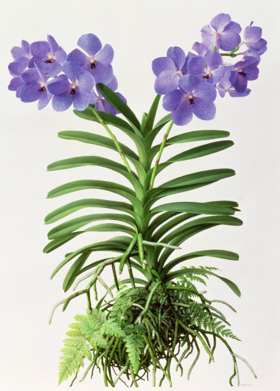 Vanda Rothschildiana da Raymond Booth