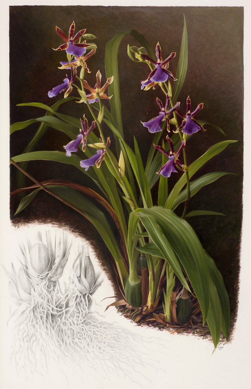 Ibrido di Zygopetalum da Raymond Booth