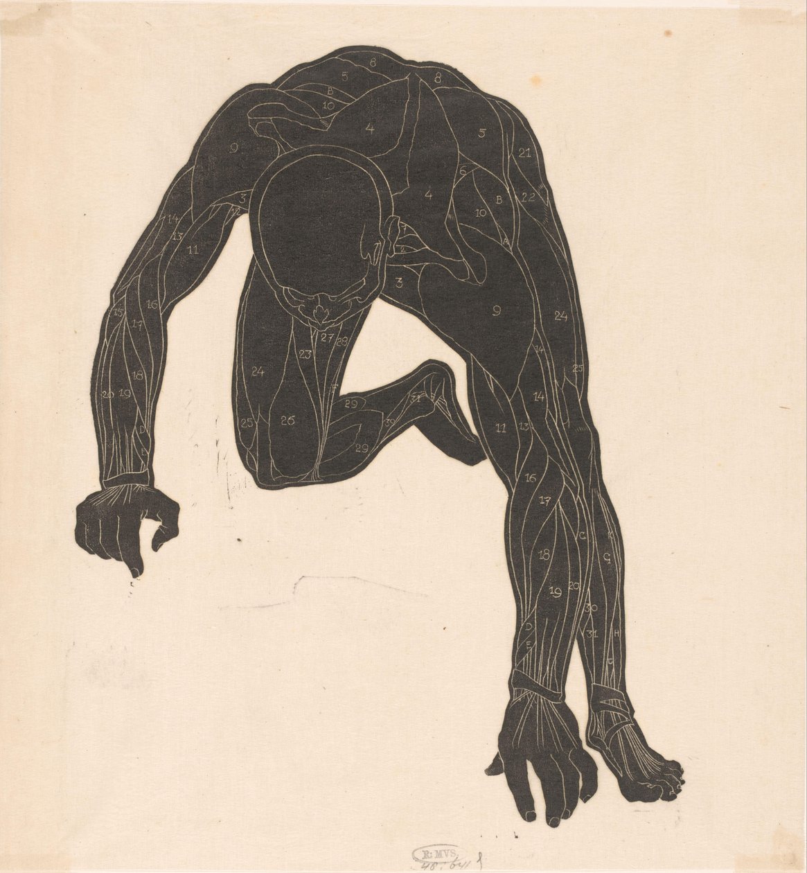 Studio anatomico dei muscoli del collo, del braccio e della gamba di un uomo in silhouette da Reijer Stolk