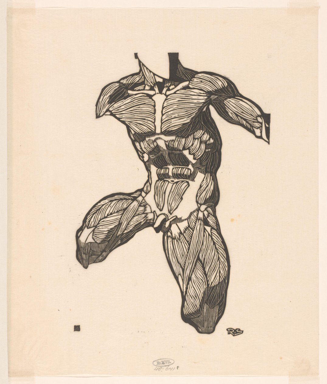 Studio anatomico dei muscoli del collo, dell