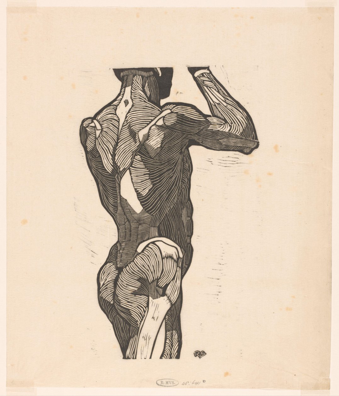 Studio anatomico dei muscoli della schiena e dei glutei di un uomo da Reijer Stolk