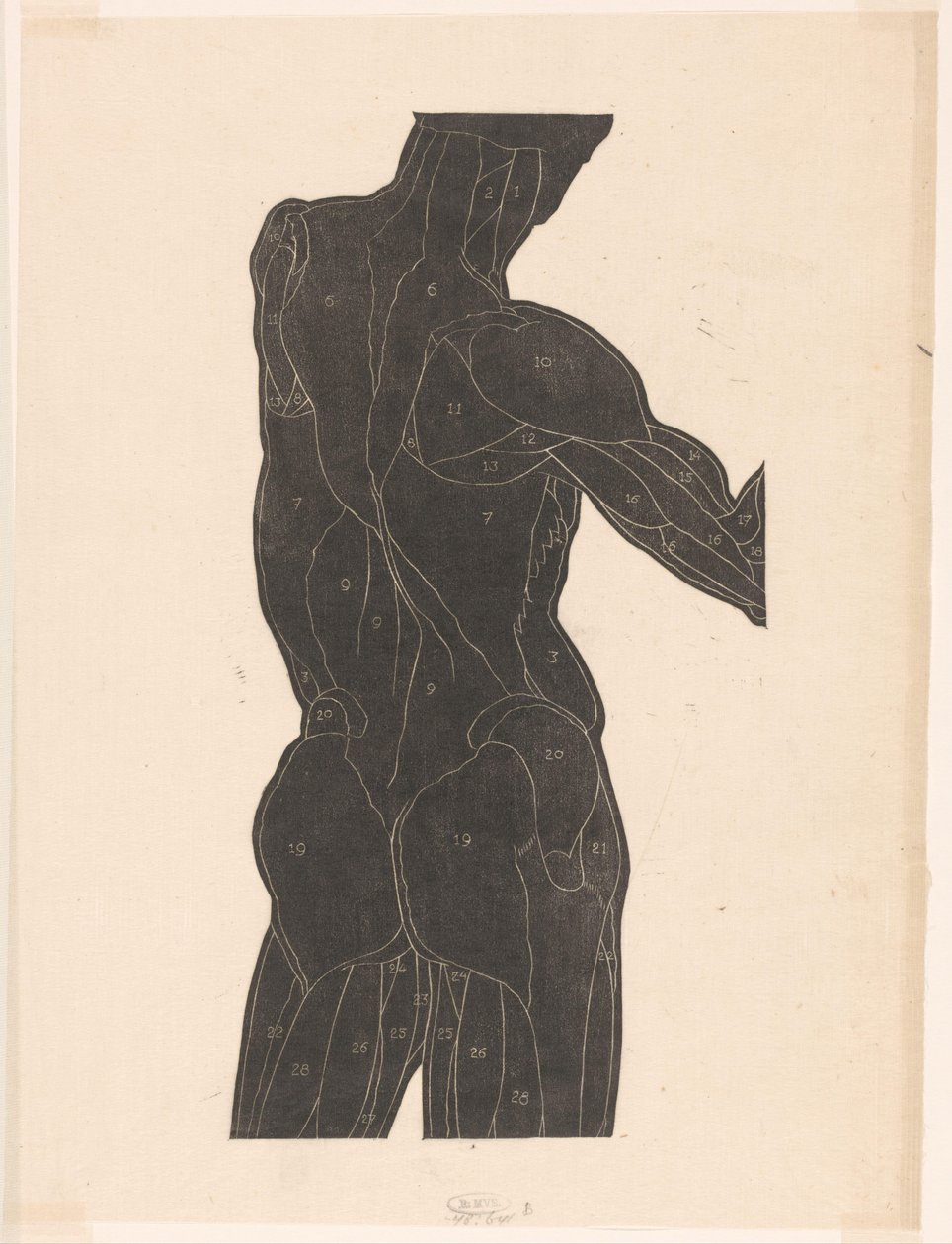 Studio anatomico dei muscoli della schiena e dei glutei di un uomo in silhouette da Reijer Stolk