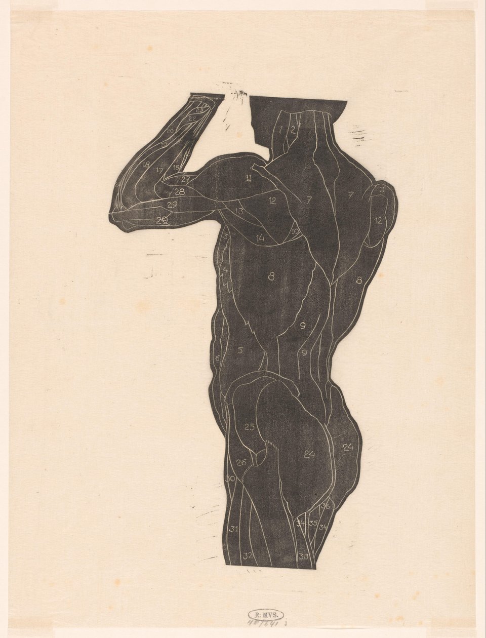 Studio anatomico dei muscoli della schiena e dei glutei di un uomo in silhouette da Reijer Stolk