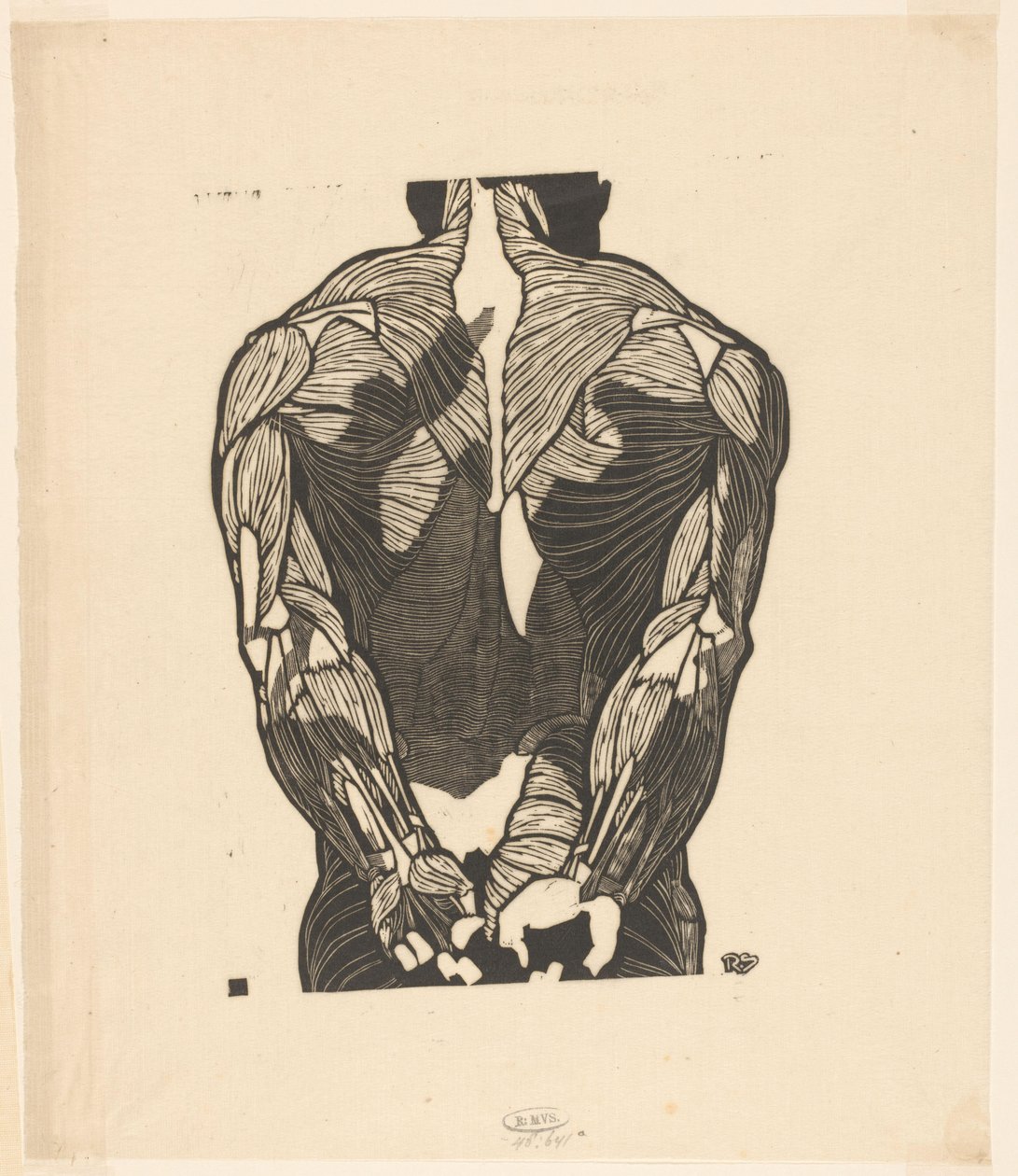 Studio anatomico dei muscoli della schiena di un uomo da Reijer Stolk