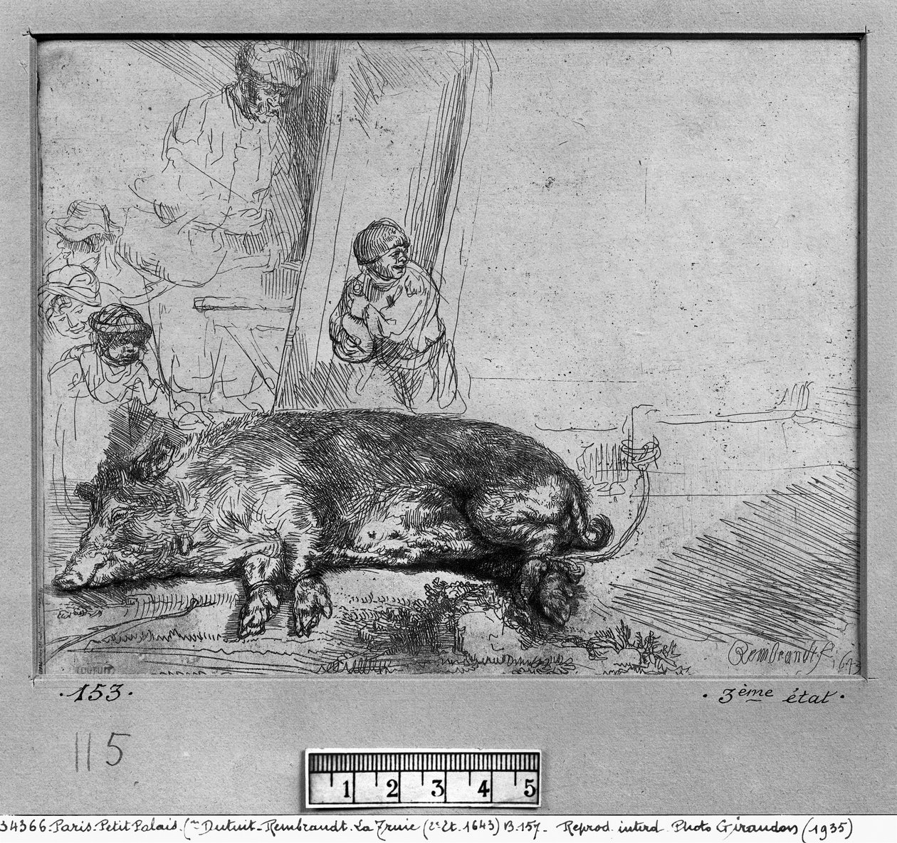 La scrofa, 1643 da Rembrandt van Rijn