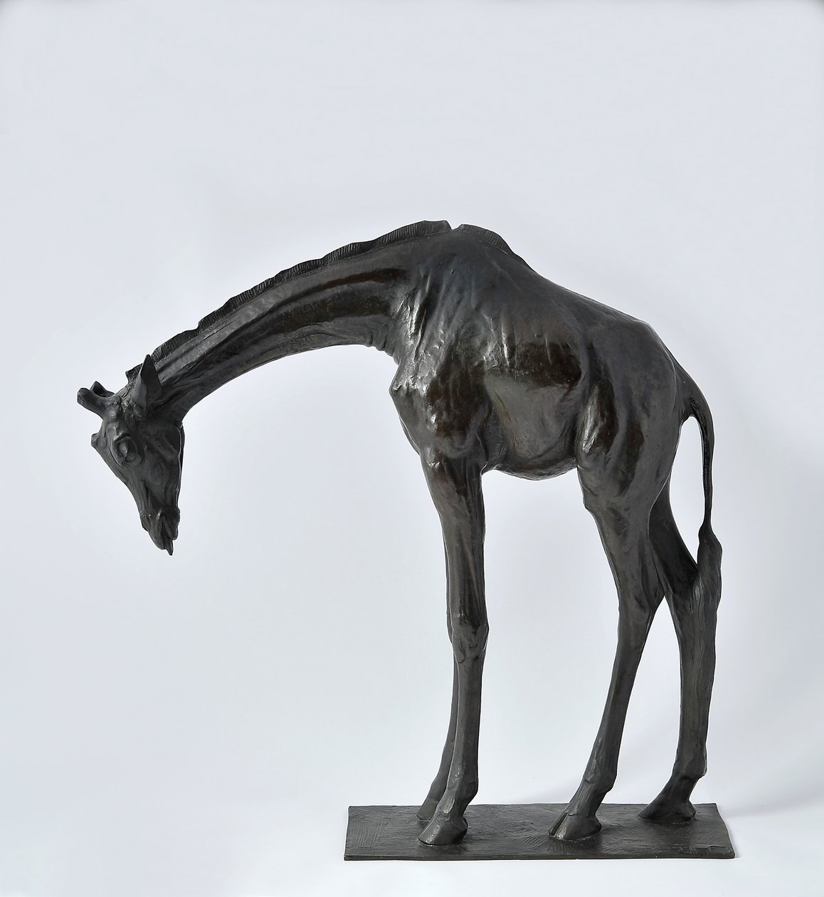 Grande giraffa con testa abbassata, modellata 1909-10, fusa prima del 1913 da Rembrandt Bugatti