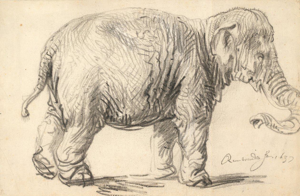 Un elefante da Rembrandt van Rijn