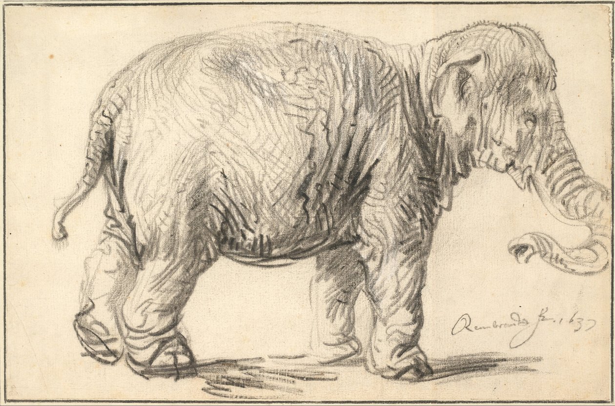 Un elefante, 1637 da Rembrandt van Rijn