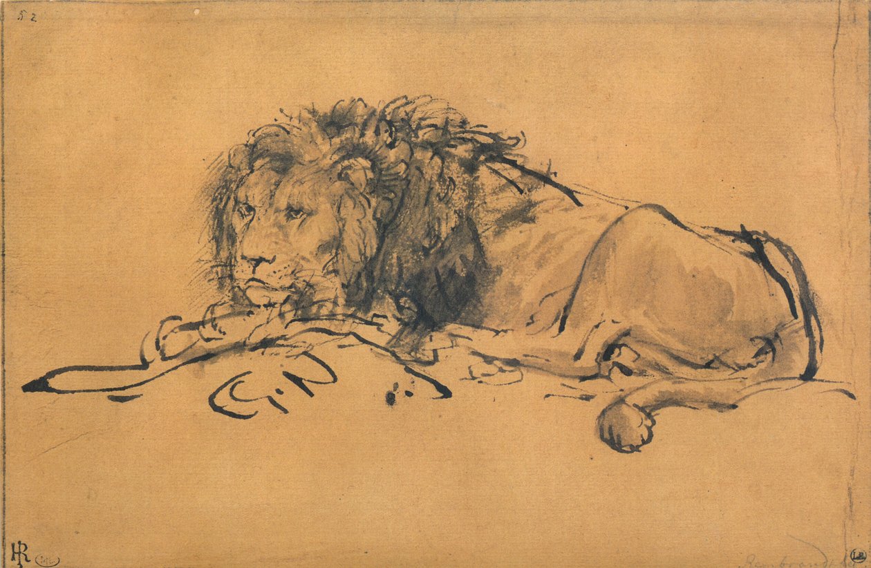 Leone a riposo, girato a sinistra, c1650 da Rembrandt van Rijn