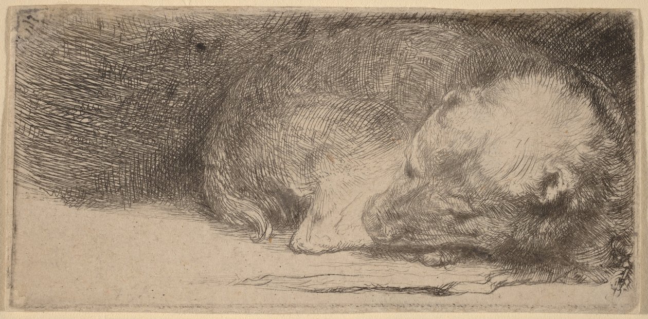 Cucciolo che dorme da Rembrandt van Rijn