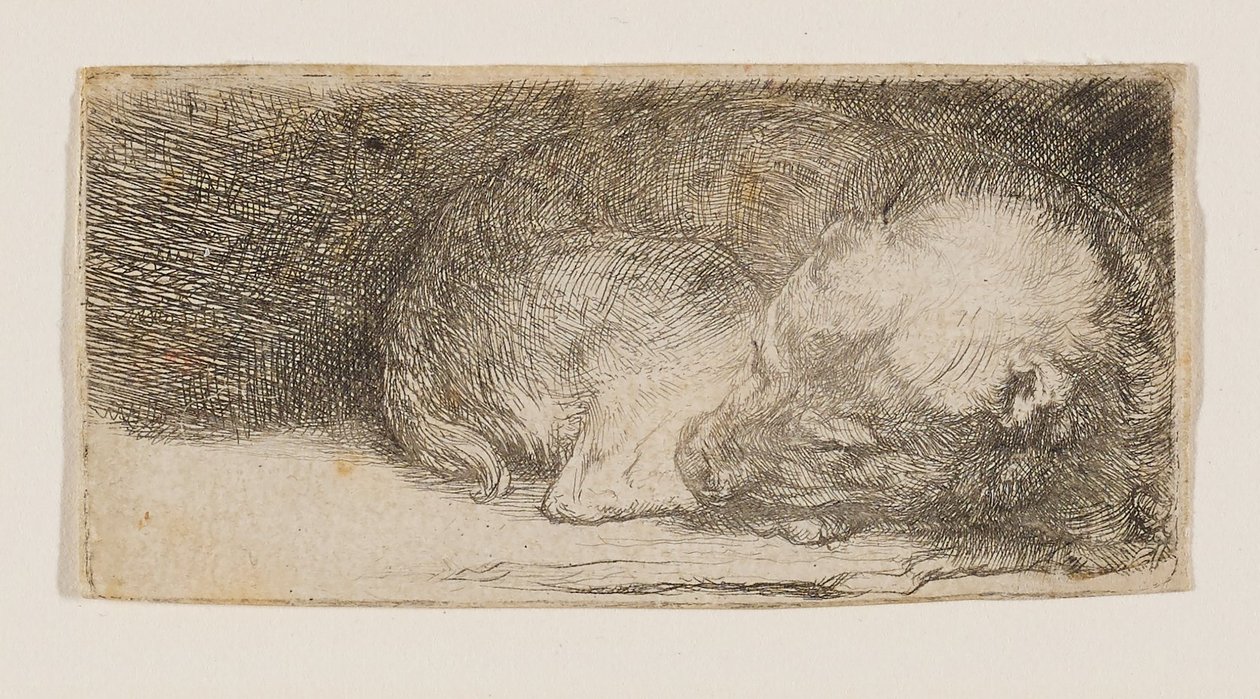 Cucciolo addormentato da Rembrandt van Rijn