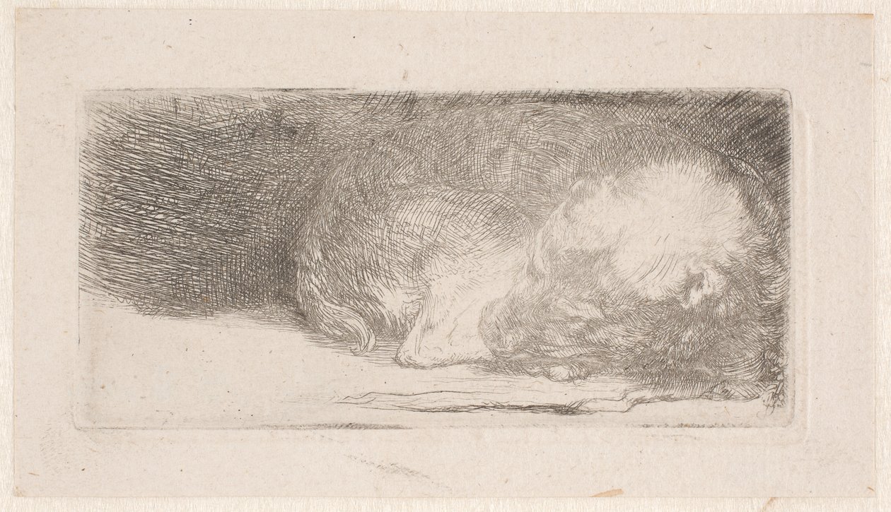 Cucciolo che dorme da Rembrandt van Rijn