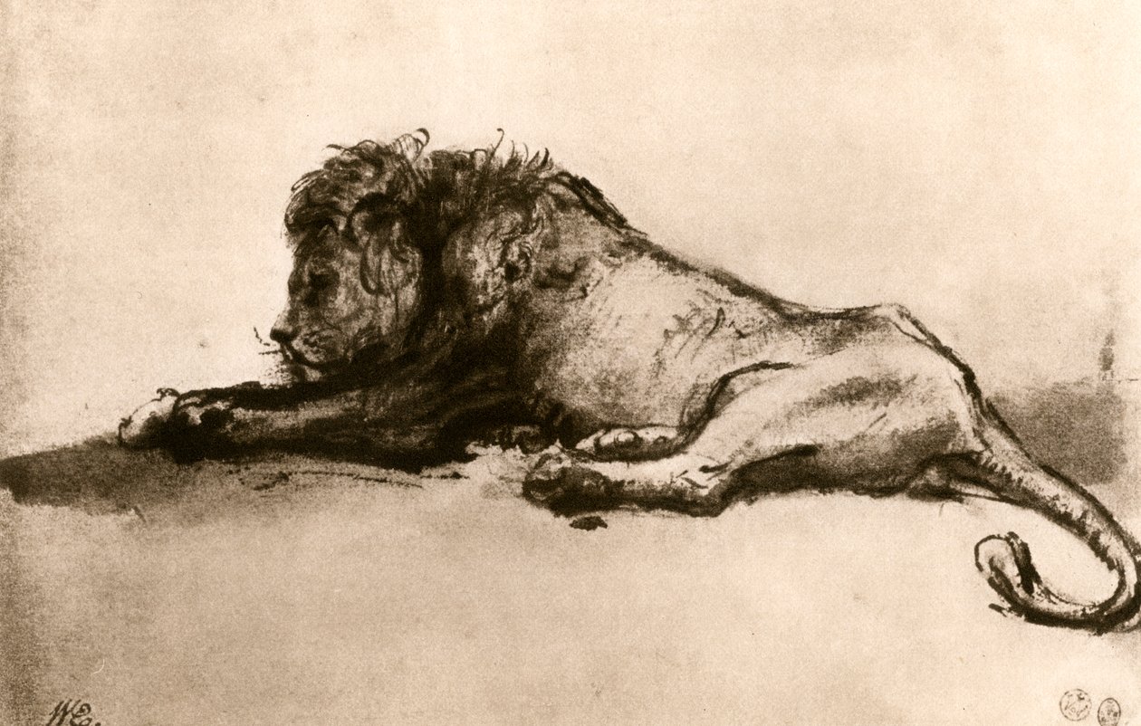 Studio di un leone, 1913 da Rembrandt van Rijn