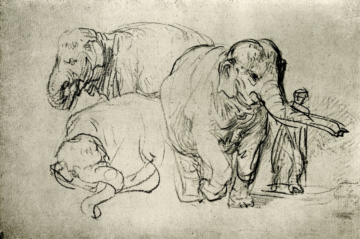 Studio di elefanti da Rembrandt van Rijn
