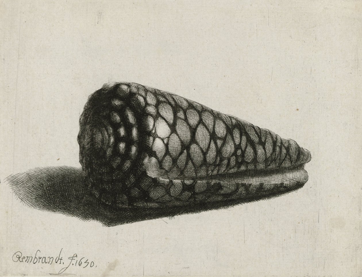 La conchiglia (Conus marmoreus), 1650 da Rembrandt van Rijn