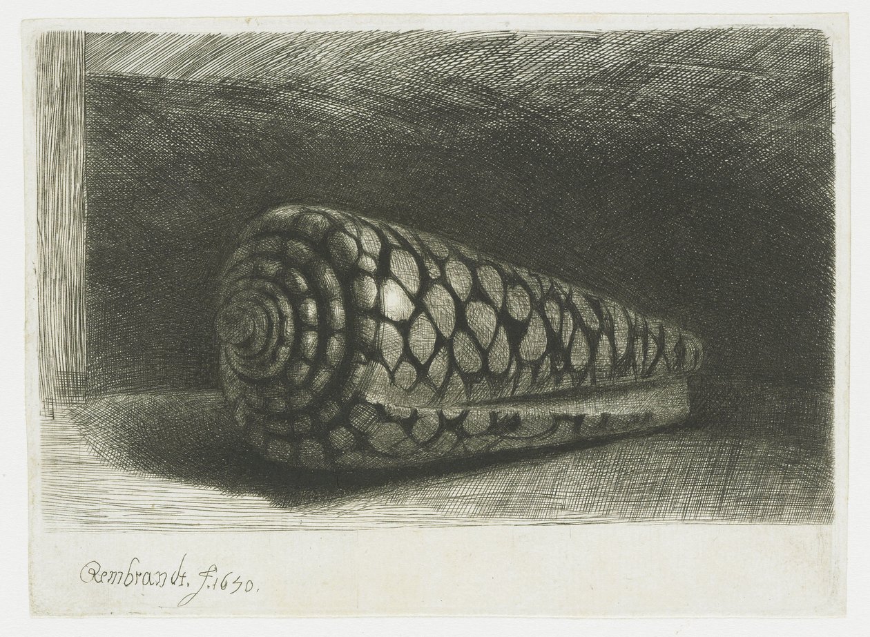 La conchiglia da Rembrandt van Rijn