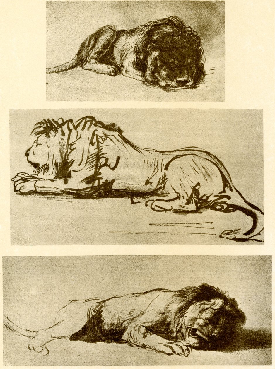 Tre studi di leone da Rembrandt van Rijn
