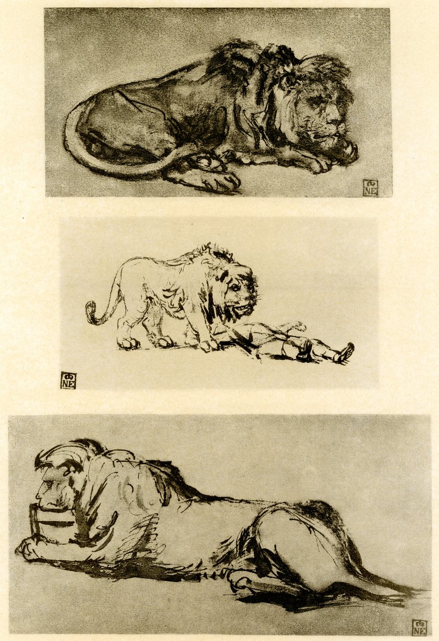 Tre studi di leone da Rembrandt van Rijn
