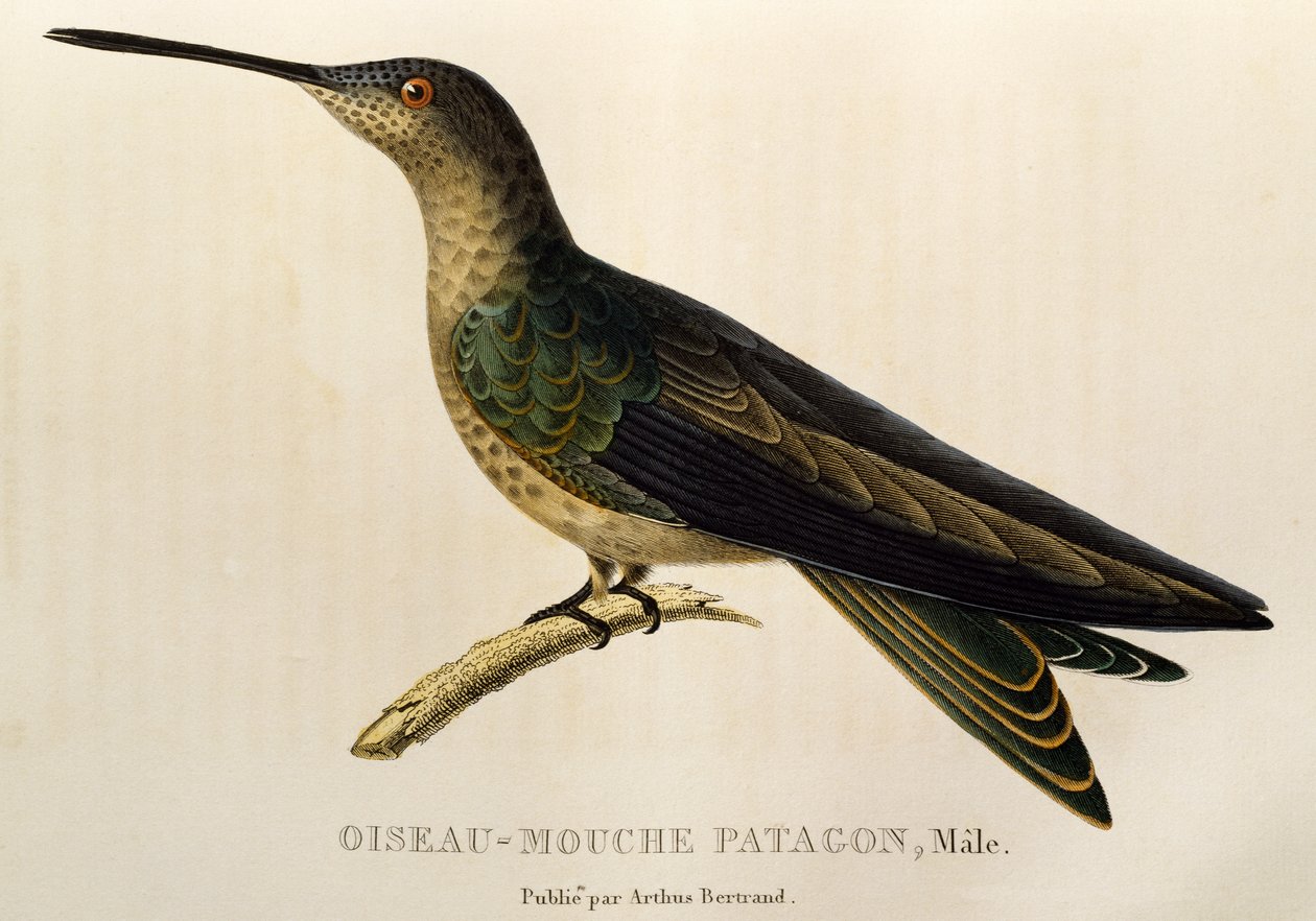 Colibrì gigante (Patagona gigas), incisione da Les trochilidees ou les colibris et les oiseaux-mouches da René Primevère Lesson