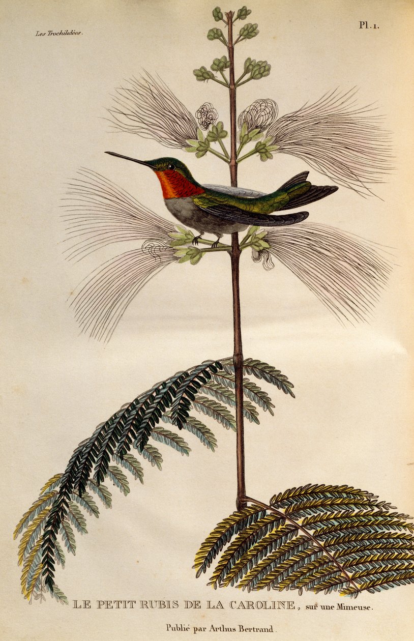 Colibrì dalla gola rubino (Archilochus colubris), incisione da Les trochilidees ou les colibris et les oiseaux-mouches da René Primevère Lesson