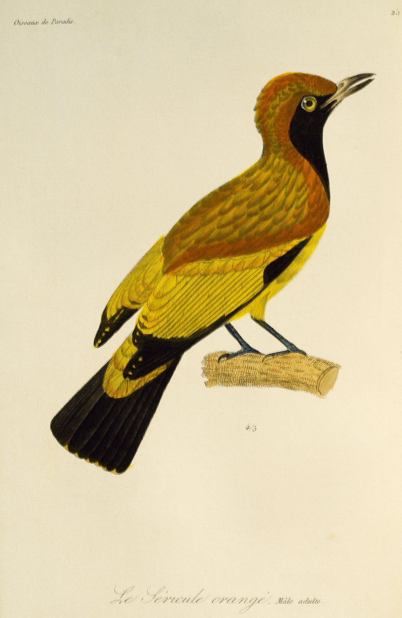 Maschio adulto di Uccello giardiniere mascherato (Sericulus aureus), incisione da Histoire naturelle des oiseaux de paradis et des epimagues da René Primevère Lesson