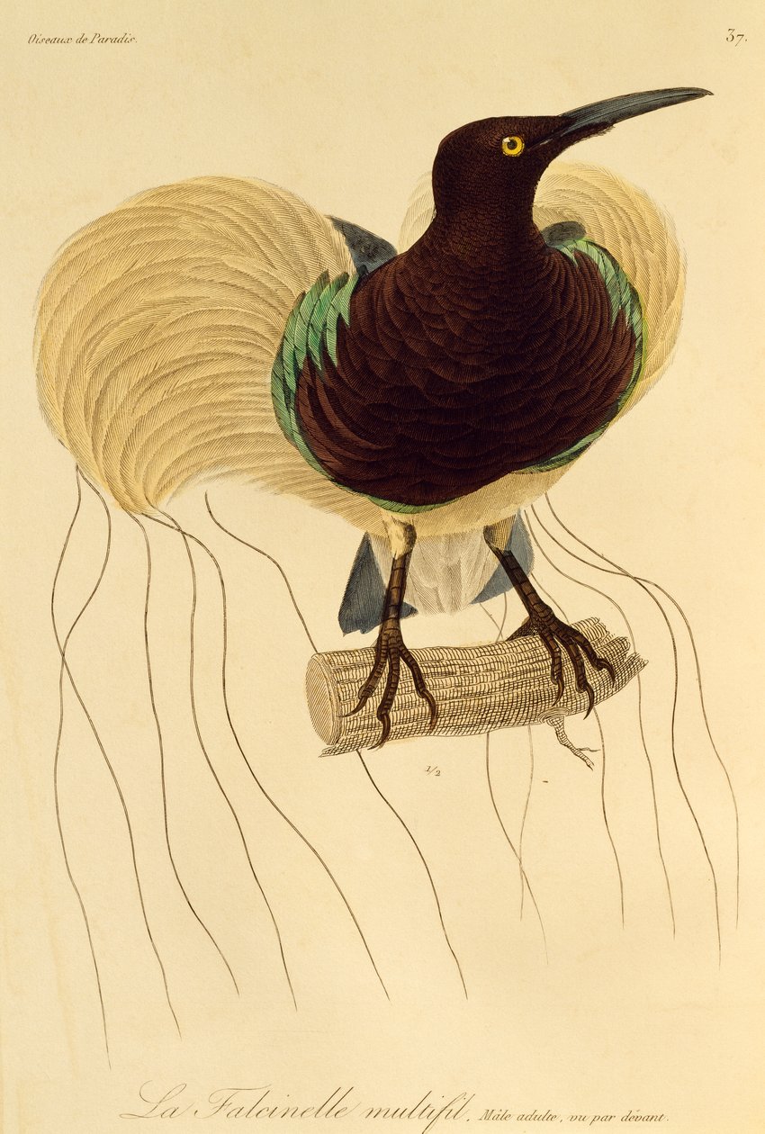 Maschio adulto di Uccello del Paradiso a dodici fili (Seleucidis melanoleuca), incisione da Histoire naturelle des oiseaux de paradis et des epimagues da René Primevère Lesson