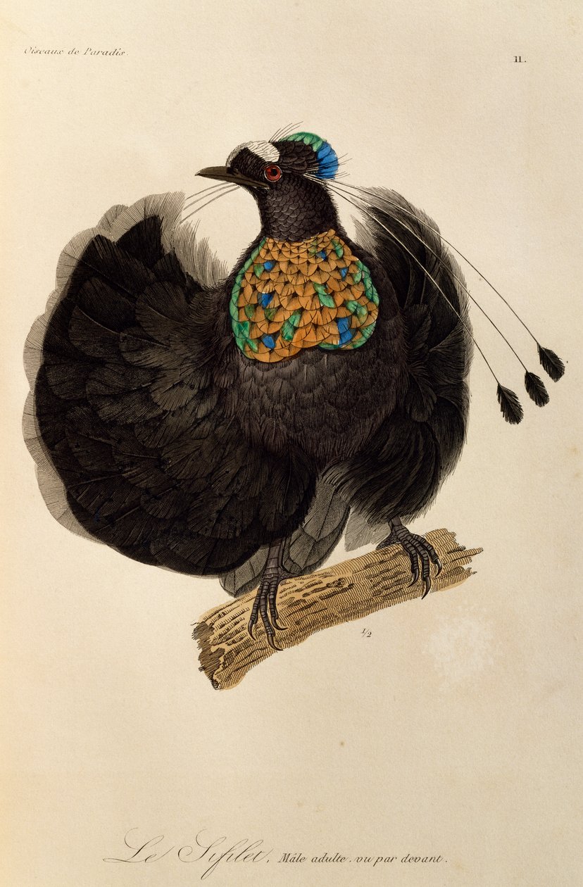 Maschio adulto di Parotia occidentale (Parotia sefilata), incisione da Histoire naturelle des oiseaux de paradis et des epimagues da René Primevère Lesson