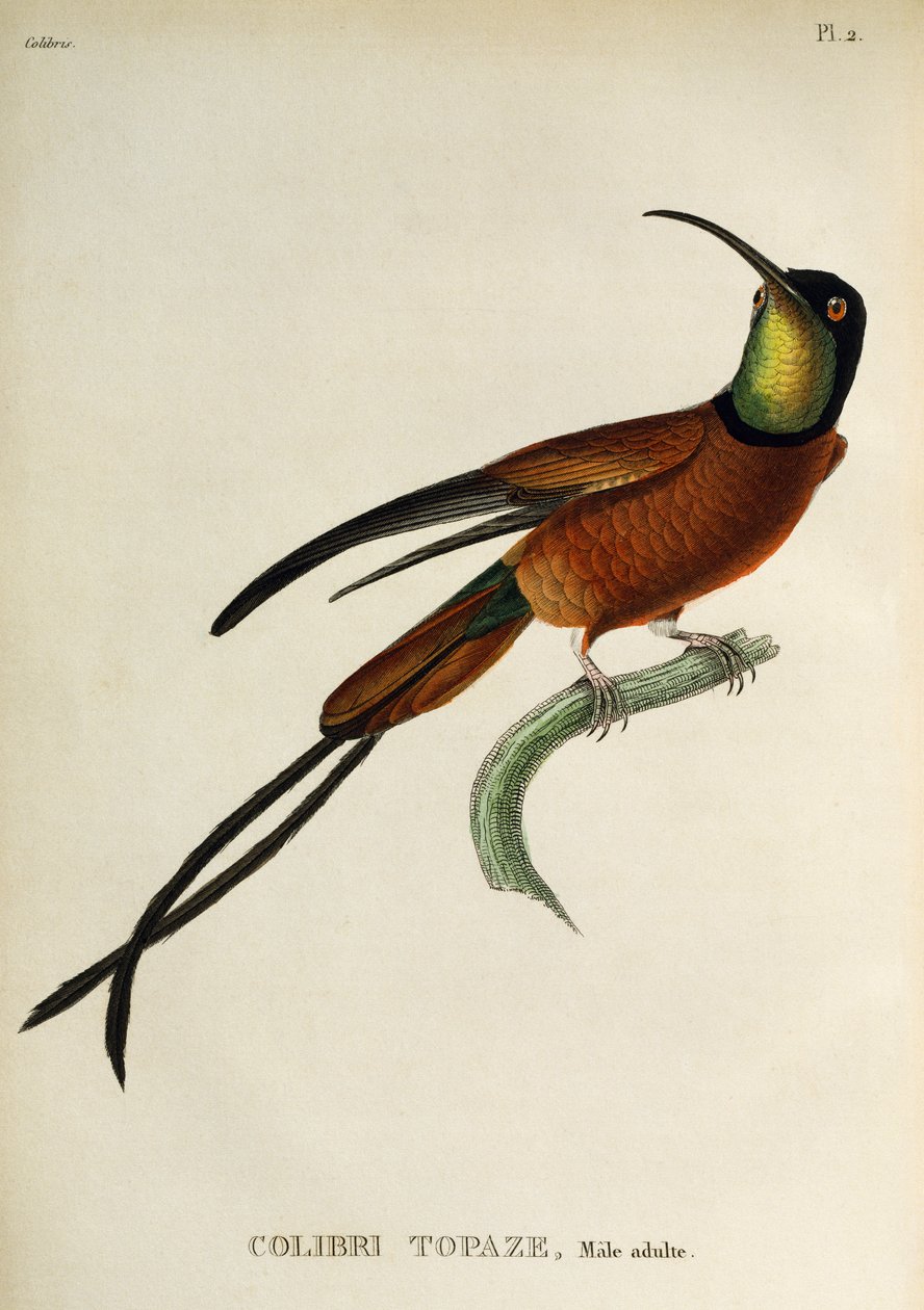 Topazio Cremisi (Topaza pella), incisione da Les trochilidees ou les colibris et les oiseaux-mouches da René Primevère Lesson