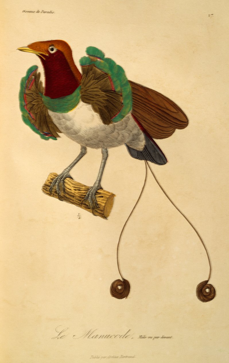 Maschio di Uccello del paradiso reale (Cicinnurus regius), incisione da Histoire naturelle des oiseaux de paradis et des epimagues da René Primevère Lesson