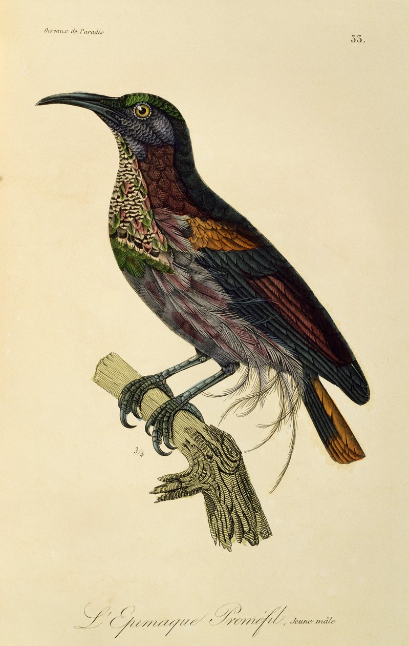 Giovane maschio di Uccello del Paradiso fuciliere (Ptiloris paradiseus), incisione da Histoire naturelle des oiseaux de paradis et des epimagues da René Primevère Lesson