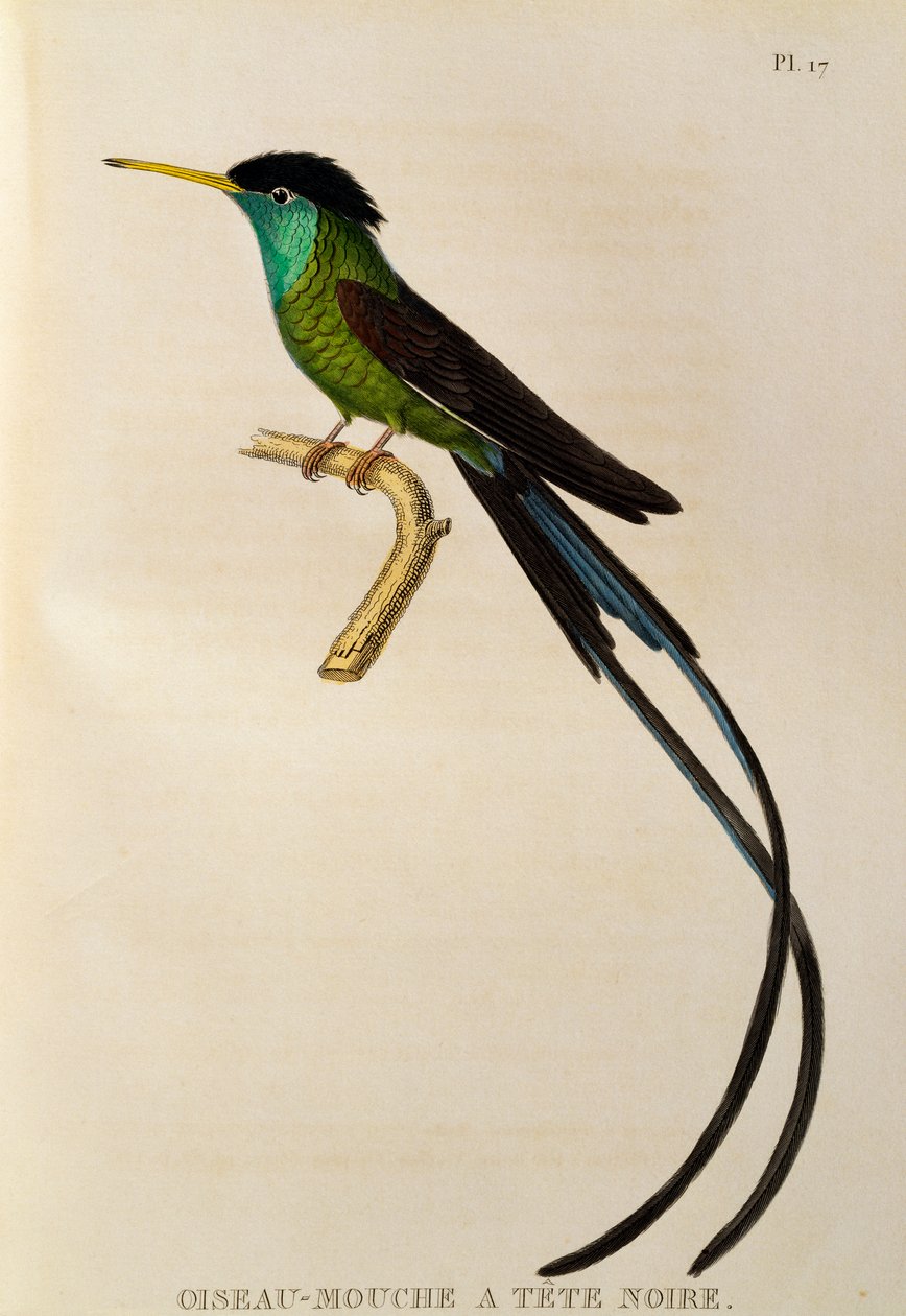 Colibrì a coda di rondine (Trochilus polytmus), incisione da Les trochilidees ou les colibris et les oiseaux-mouches da René Primevère Lesson