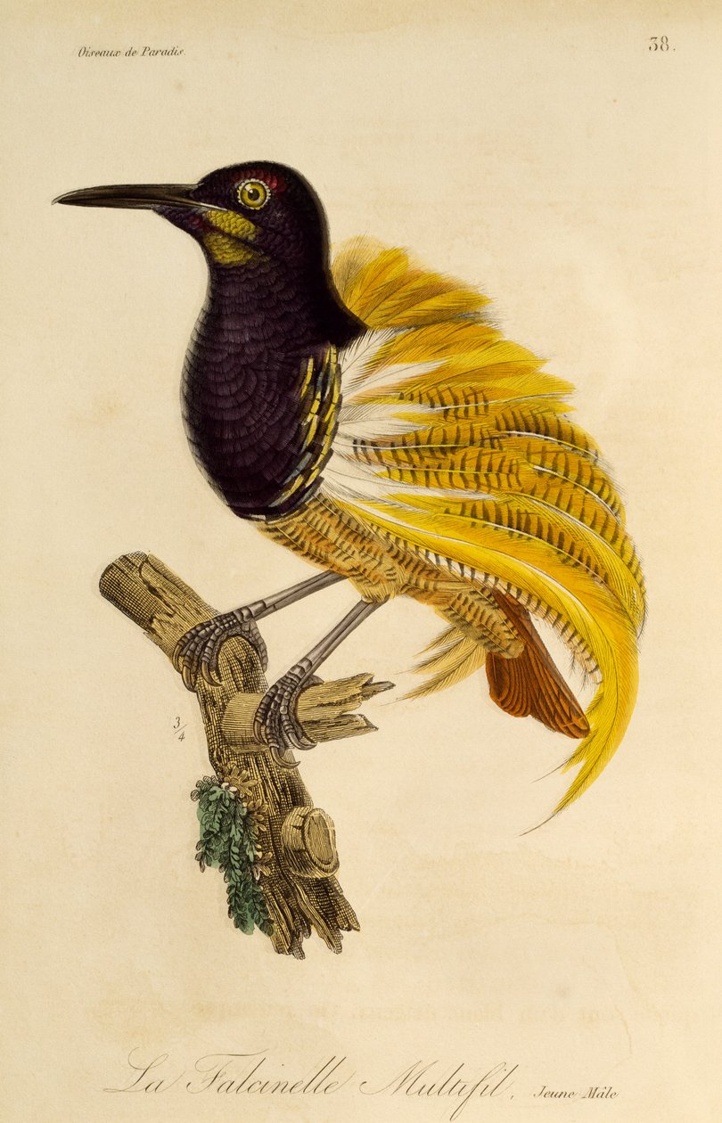 Giovane maschio di Uccello del Paradiso a dodici fili (Seleucidis melanoleuca), incisione da Histoire naturelle des oiseaux de paradis et des epimagues da René Primevère Lesson