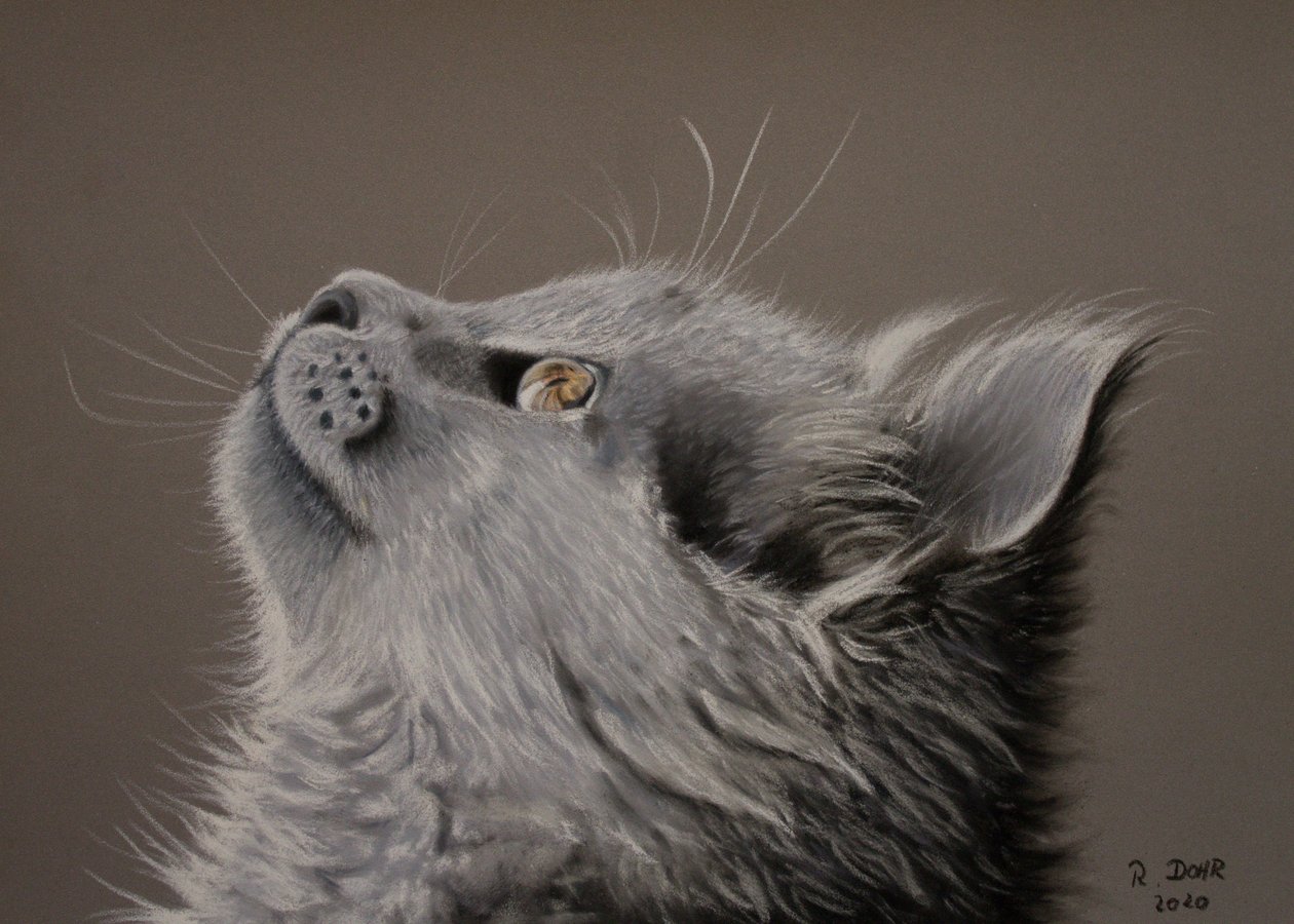 Sguardo del gatto da Renate Dohr