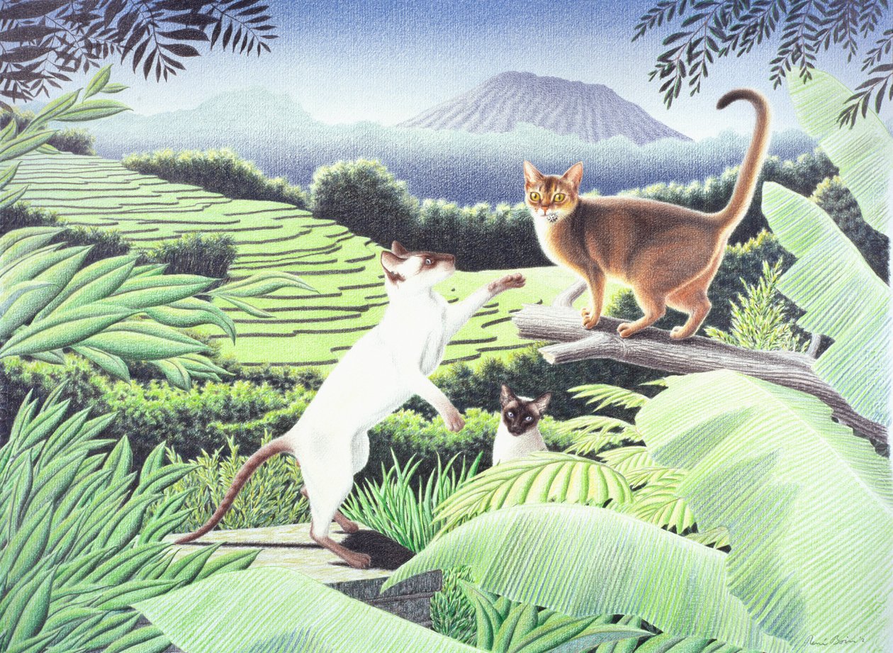 Bali da Rene Boin