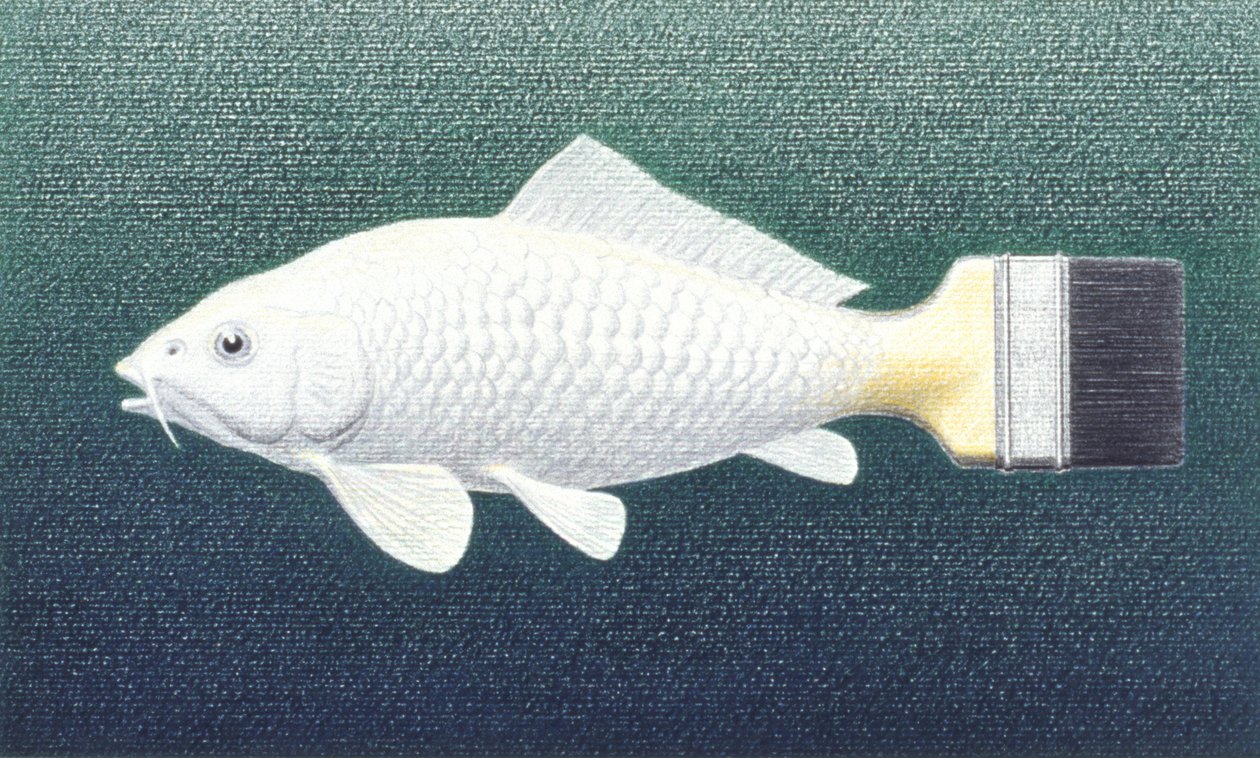 Pesce pennello da Rene Boin